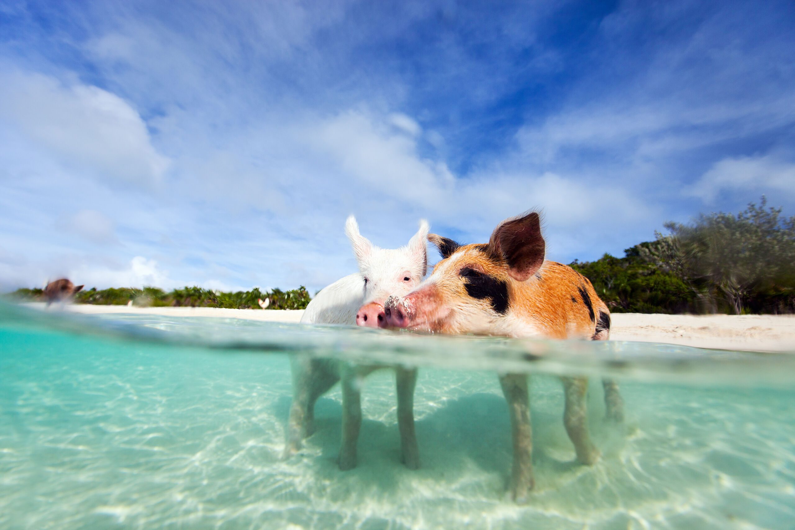 Cruise to The Bahamas