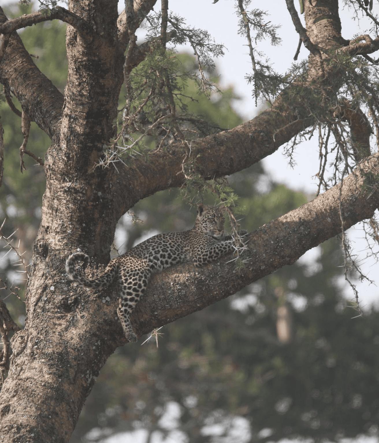 Tanzania Africa Safari