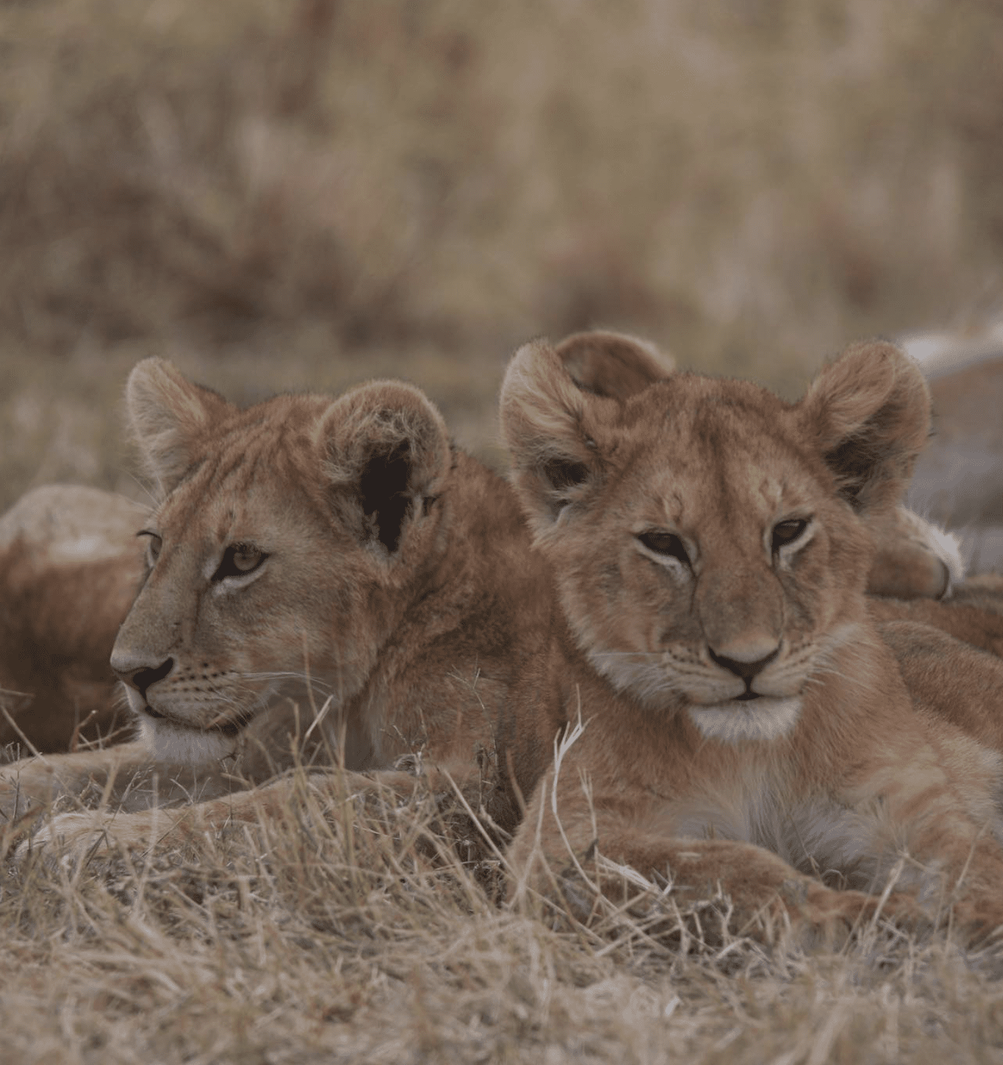 Tanzania Africa Safari