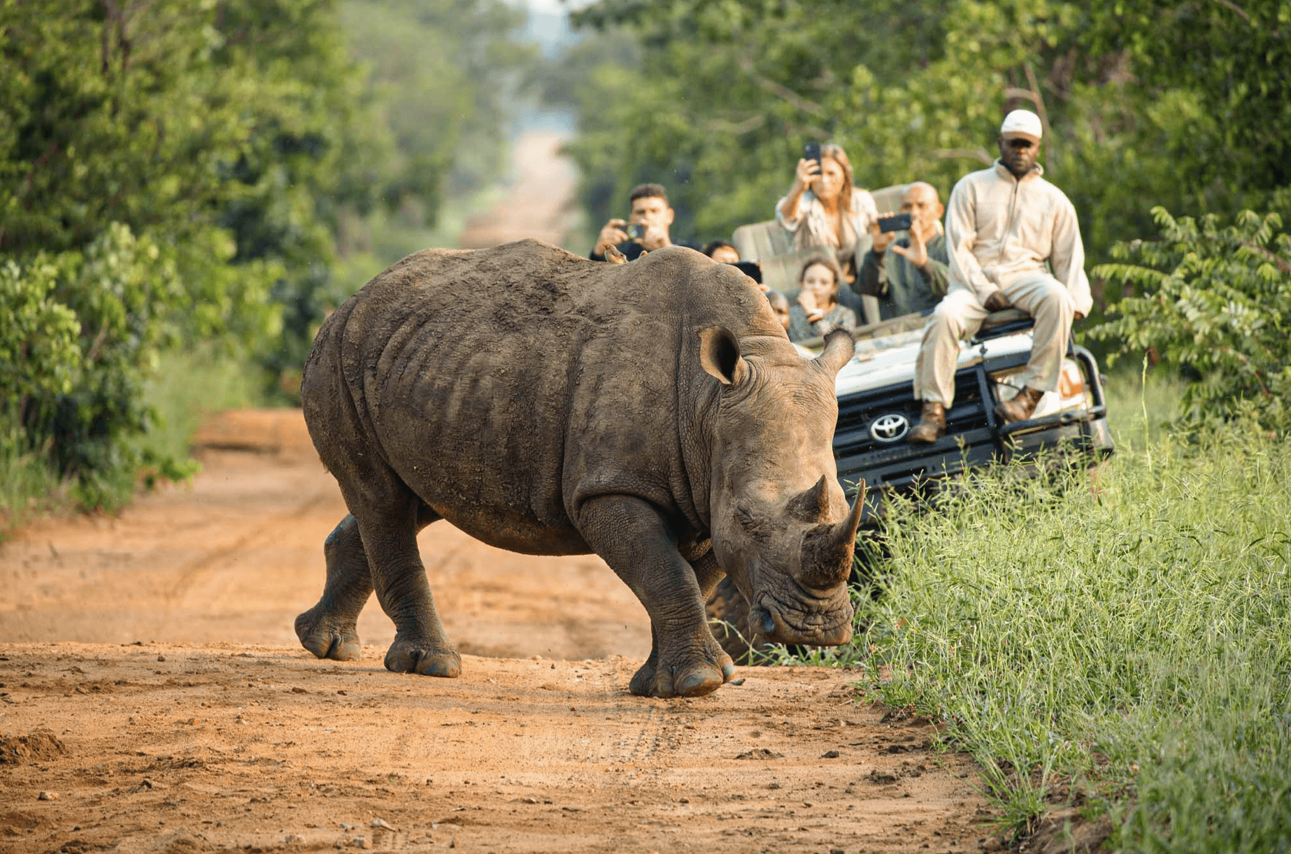 South Africa Rhino