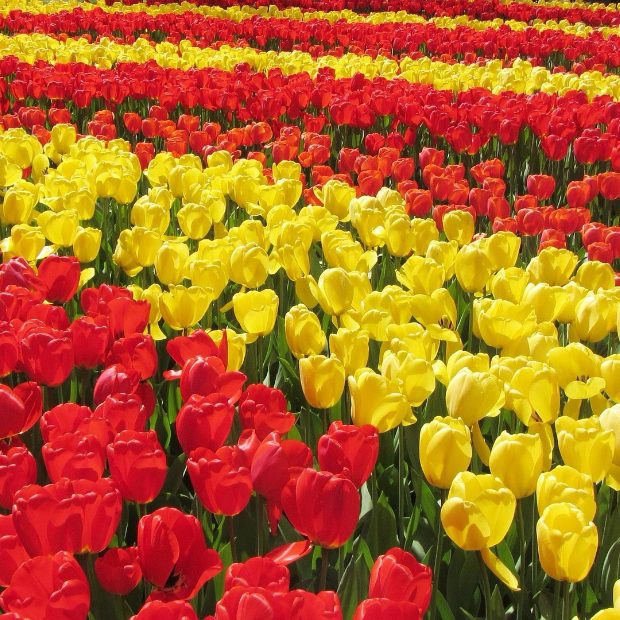 keukenhof